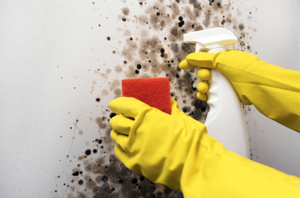 Best Basement Mold Remediation in Laureldale, PA