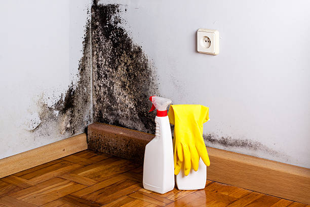 Best Commercial Mold Remediation in Laureldale, PA